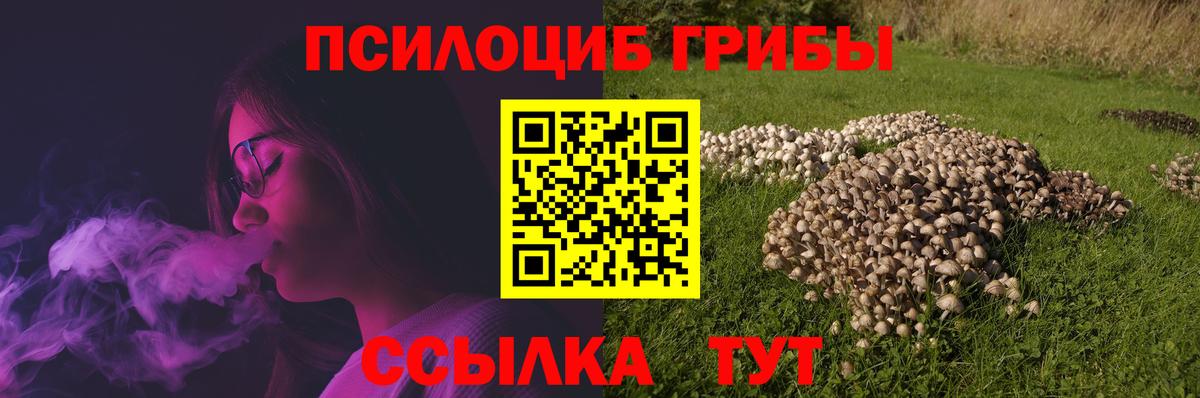 дарнет шоп  Вход с VPN  Свободный  Псилоцибиновые грибы прущие грибы 
